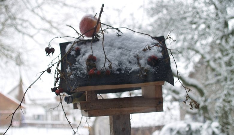 Blaumeise in Poppenhausen - Winter